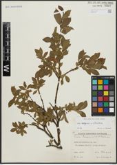 Foto von Salix alpina Scop. x Salix silesiaca Willd.